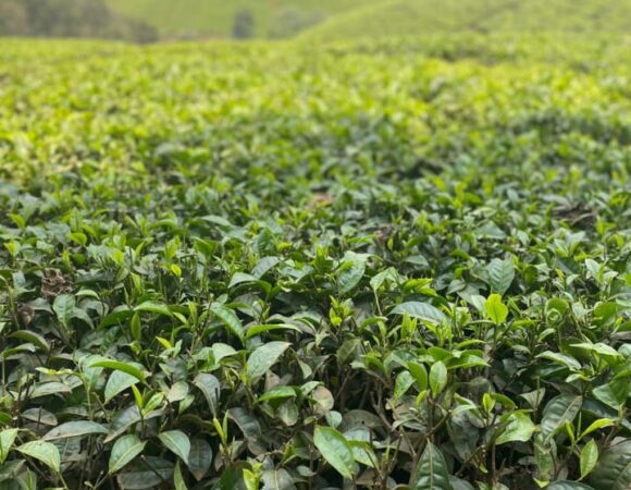 Kiambethu Tea Farm Day Tour