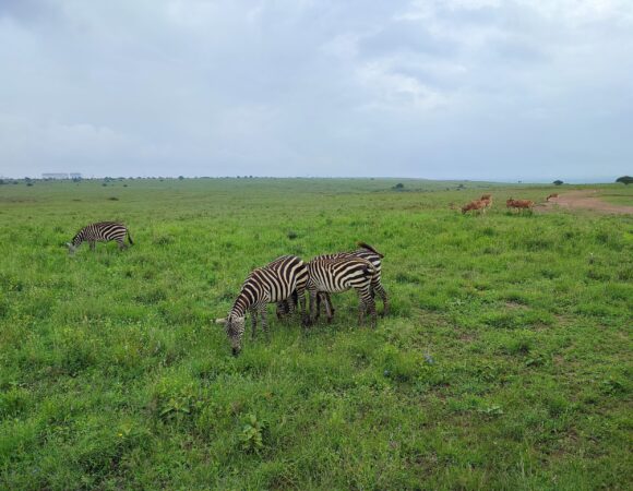 2 Days Maasai mara Budget Safari