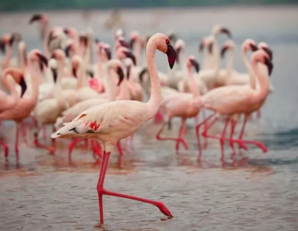 Lake Nakuru Day Trip