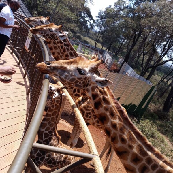 Karen Blixen Museum & Giraffe Centre Half day tour