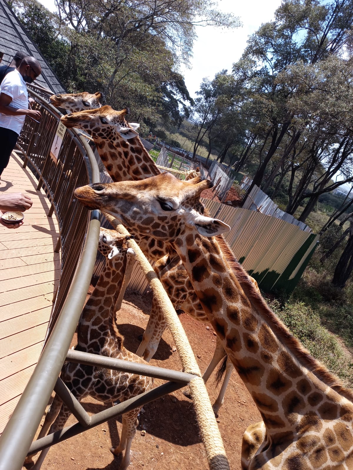 Giraffe Centre